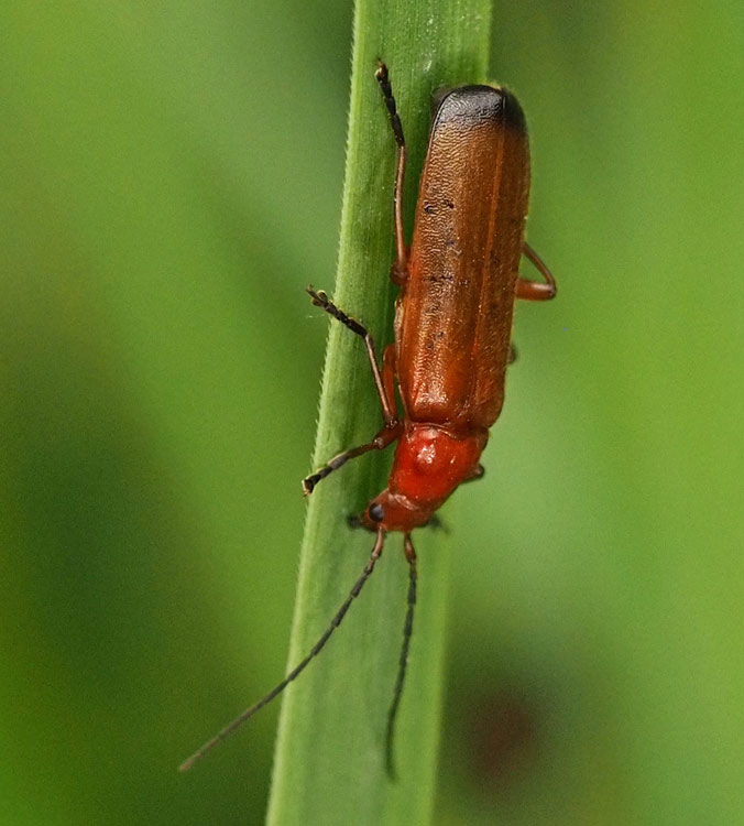 Brauner Weichkäfer, Rhagonycha fulva